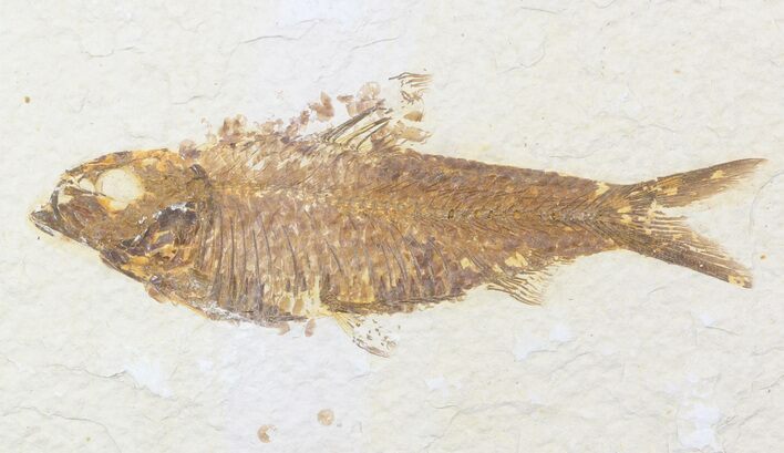 Knightia Fossil Fish - Wyoming #47887